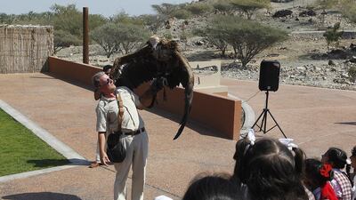 Gerald Tedd, a manager at the Kalba Bird of Prey Centre, gets to grips with a lappet-faced vulture weighing about 7 kilograms. Jeffrey E Biteng / The National