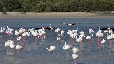 Flamingos at Ras Al Khor Bird Sanctuary. The habitat map allows the public to help document the UAE. Jeffrey E Biteng / The National