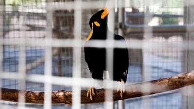 This bird was greeted each day by its care giver with the phrase 'Asalam Alaikum'. It now repeats the Muslim greeting. Lee Hoagland / The National