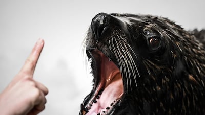 A zookeeper interacts with a sea lion during its training at the Vincennes zoological gardens. AFP