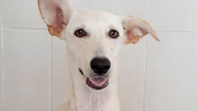 NAME: Twain. SEX: Male. DATE OF BIRTH: 03.12.2019. SIZE (when fully grown): Medium. BREED: Mix. INFO: Twain was born and raised at an equestrian centre and arrived at K9 Friends with eight siblings. He is a well socialised, energetic pup and good with other dogs. For more information on adoption, call the office on 04 887 8739 Saturday, Tuesday, or Thursday 9am-1pm.