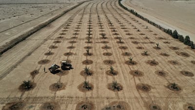 Workers look after trees planted in the green belt outside Karbala in central Iraq. The UN says billions of people are affected by an 'aridity crisis' that demands an urgent response. Reuters