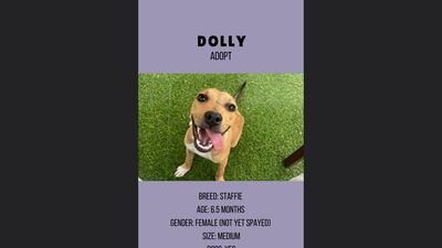 Dolly, 6.5 months, female.