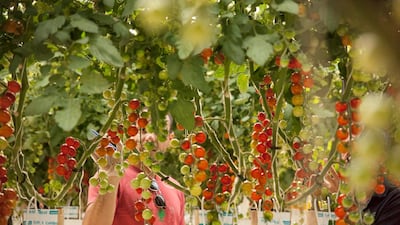 Tomatoes are grown at Pure Harvest's farm in Abu Dhabi. Courtesy: Pure Harvest Smart Farms