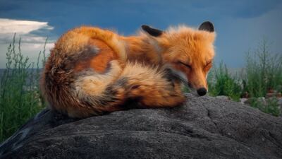 Animals, Second Place, shot by Sanjay Chauhan from Canada on iPhone 12 Pro Max. Photo: Sanjay Chauhan / IPPAWARDS