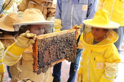 Children learn about bees and honey at the Hatta Honey Bee Discovery Centre in Dubai. Pawan Singh / The National