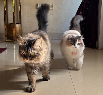 The artist has created a back story for her cats Memao and Pimpao. Photo: Mouza Al Hamrani