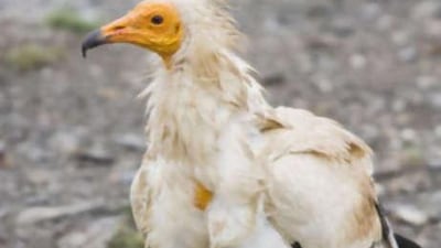 Egyptian Vulture (Neophron percnopterus).