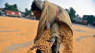 A worker dries maize kernels at a wholesale grain market in Jalandhar, India. AFP