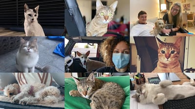 Hundreds of UAE residents have adopted or fostered pets over quarantine, and it has transformed the experience.