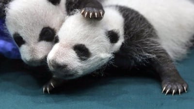 File photo from August 28, 2014 showing two of the one-month-old Panda triplets at the Chimelong Safari Park in Guangzhou in south China's Guangdong province. The giant panda is off the endangered list thanks to aggressive conservation efforts. Kin Cheung/AP Photo