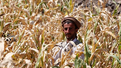 A Yemeni collects a crop of white sorghum to earn money during a harvest season at a field in Sana'a, Yemen. EPA