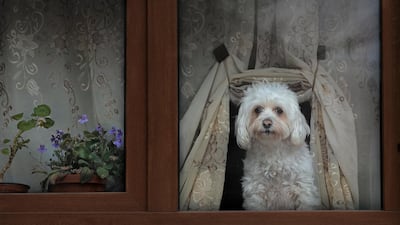 A dog presses its nose against a window while watching passers by in Bucharest, Romania. AP Photo