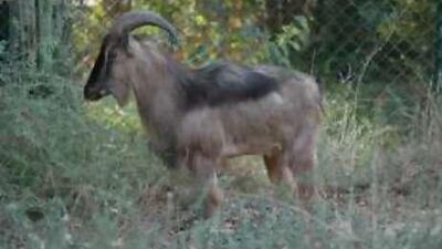 You can tell this is a male by the curved horns, shaggy coat and long beard.