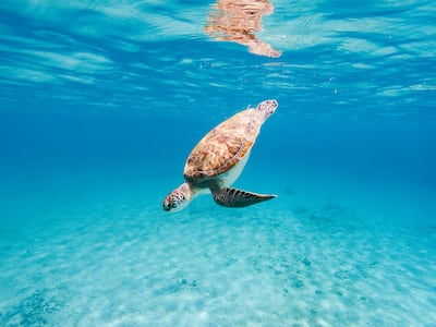 Green sea turtles are among the creatures found around planted mangroves, according to a recent study. Getty Images