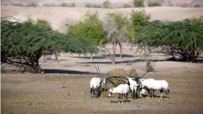 Perhaps no more than eight Arabian oryx were rescued and brought to Sir Bani Yas in 1971. The following year the oryx was declared extinct in the wild. Today the herd on the island numbers nearly 500. Photographs by Silvia Razgova / The National