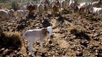 A Palestinian youth throws a stone at Israeli border police while protesting the separation wall.