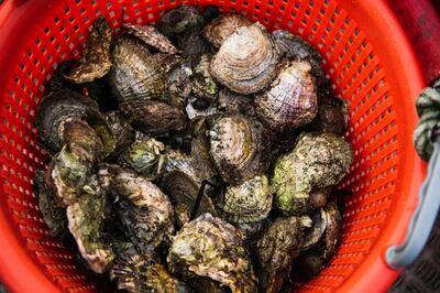 Wild oysters are seen in a bucket after Lotta Klemming, a professional oyster diver, collected them in the waters near her family’s company in Grebbestad in Vastra Gotaland county on Sweden’s west coast. AFP.