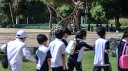Al Ain Zoo. Victor Besa / The National