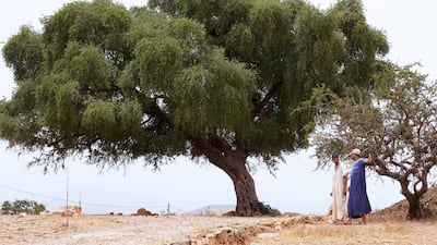 A stately argan tree in Tiout, near Taroudant, Morocco. The country is the highest producer of argan oil. Reuters