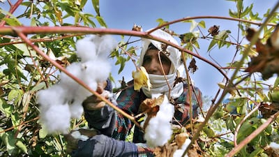 Egypt grows eight cotton varieties, each is grown in separate regions, with the Giza-86 variety forming the bulk of the crop. Khaled Desouki / AFP