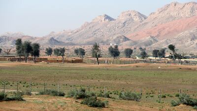 Sharjah's normally dusty desert looks a little greener after recent rains. Pawan Singh / The National