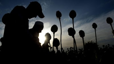 Afghan farmers harvest opium sap from their poppy fields in the Surkh Rod district of Nangarhar province on April 21, 2017. Noorullah Shirzada / AFP