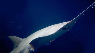 Sawfish at Dubai Aquariam & Underwater Zoo.