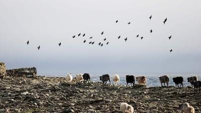 Sheep grazing on a beach in Scotland, where a pledge to cut methane emissions from livestock and other sources will be proposed at Cop26. AFP