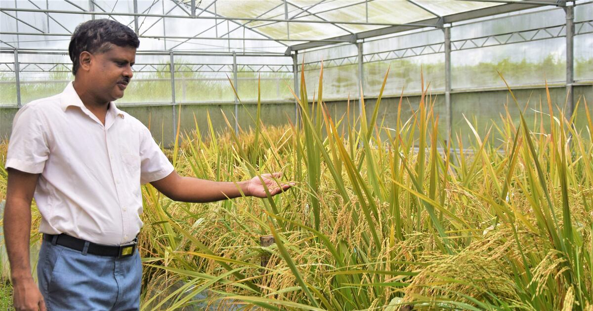Golden Rice Man Why the battle for 'golden rice' has gone off the boil | The National
