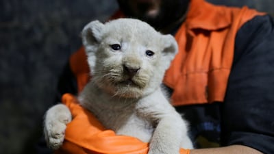 A keeper carries a white lion cub at the Mostaland park, in Mostaganem, Algeria December 8, 2022. REUTERS / Ramzi Boudina