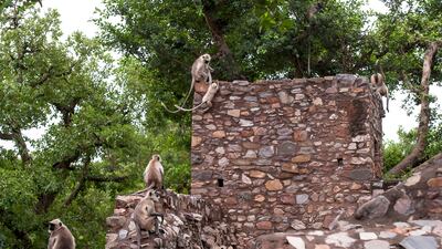 Monkeys are now the village's permanent residents