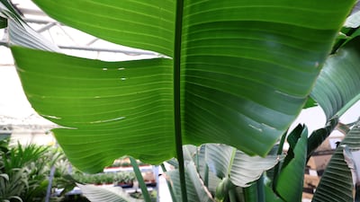 A leaf of the 'Strelitzia nicolai' plant, also known as the bird of paradise or wild banana tree.