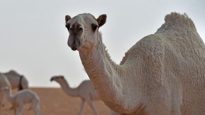 Camels compete in the beauty pageant of the annual King Abdulaziz Camel Festival in Rumah. AFP