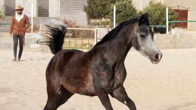 One of the horses at Abdul Salam Al Worfali's stable in Benghazi. AFP