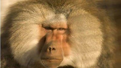 The Hamydryas, or sacred, baboon is native to the Arabian Peninsula and the Horn of Africa. This large male was part of a shipment of 20 baboons seized at the UAE's border with Saudi Arabia.