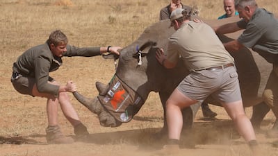 A sedated rhino is prepared to be tranquilised for isotopes to be inserted in its horn, at a rhino orphanage in Limpopo, South Africa, as part of a conservational protection project. AP