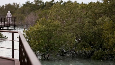 Mangroves play an important role for the UAE. Khushnum Bhandari / The National