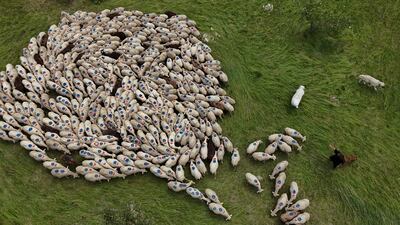 An aerial shot of a shepherd and his dogs guarding sheep grazing near Saint-Etienne-les-Orgues, south-eastern France, against wolves. AFP