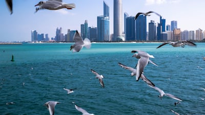 Seagulls in flight on a cool and windy morning at the Corniche UAE Flag area in Abu Dhabi. Victor Besa / The National
