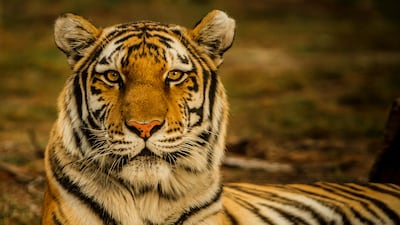 Tigers were the most popular choice with people around the world. Blake Meyer / Unsplash