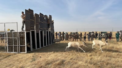 That brought the number of scimitar-horned oryx in the wild to 460, with 15 calves born so far this year, as well as 96 wild Addax, with five calves born this year.