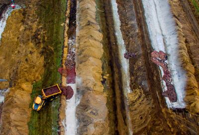 Dead mink were tipped into trenches at a military area in western Denmark. AFP