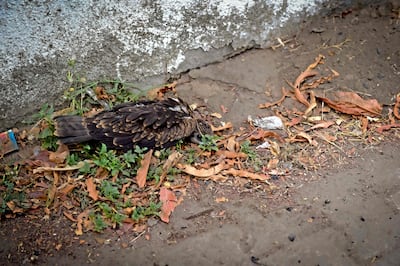 A semi-conscious kite lying by the roadside on a sweltering summer's day in Ahmedabad. AFP