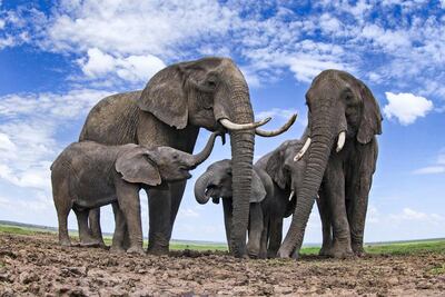 African elephants in Kenya's Masai Mara National Reserve. Courtesy Anup Shah