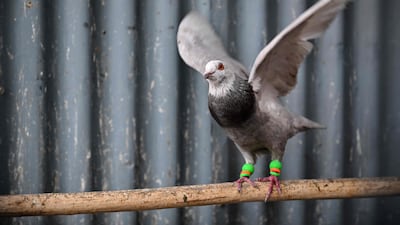 A pigeon stretches its wings.