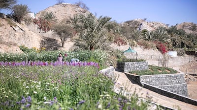 Al Mazroui has been growing flowers on the farm for the last seven years, though he acquired the land 23 years ago. Reem Mohammed / The National