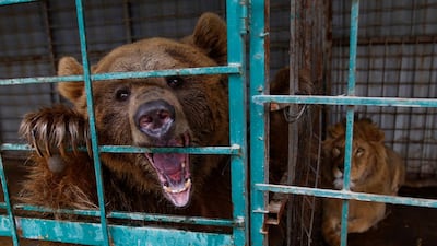A lion and a bear are seen in a closed zoo in the holy city of Najaf, Iraq. Reuters
