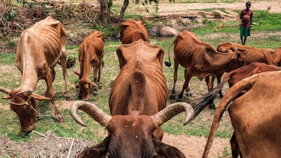 Sudan's worsening hunger crisis has also affected livestock.
