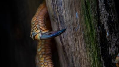 Suzanne Tylander from the USA won the bronze in the Behaviour - Amphibians and Reptiles category. She took a picture of a lizard in Florida